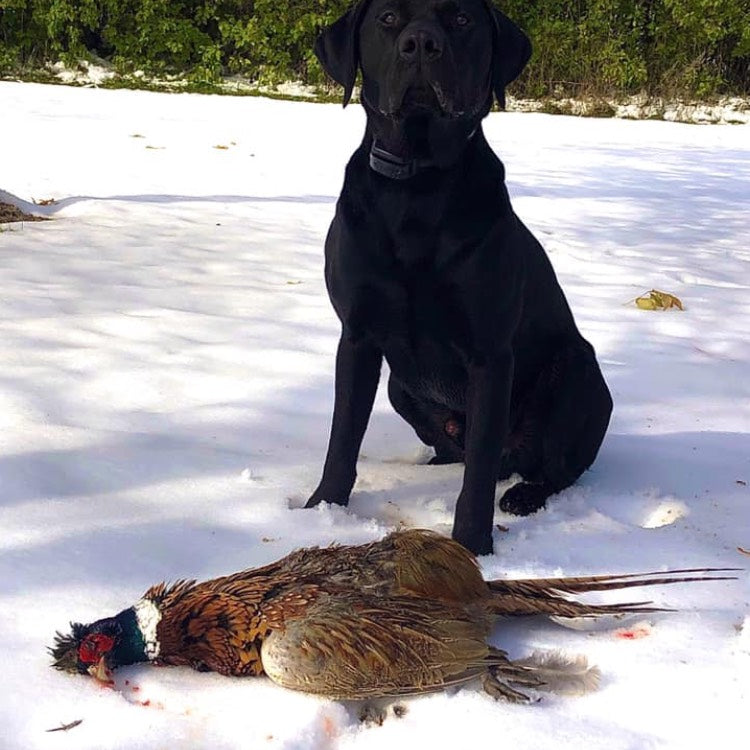 Dog Gets his First Peasant! - TLO Outdoors