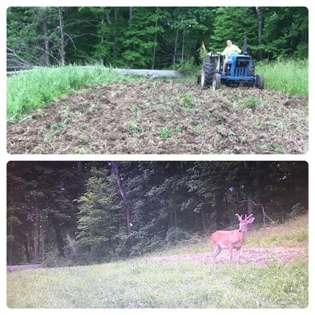 Food Plots and Velvet Bucks