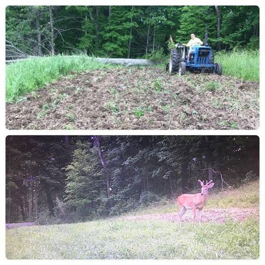 Food Plots and Velvet Bucks - TLO Outdoors