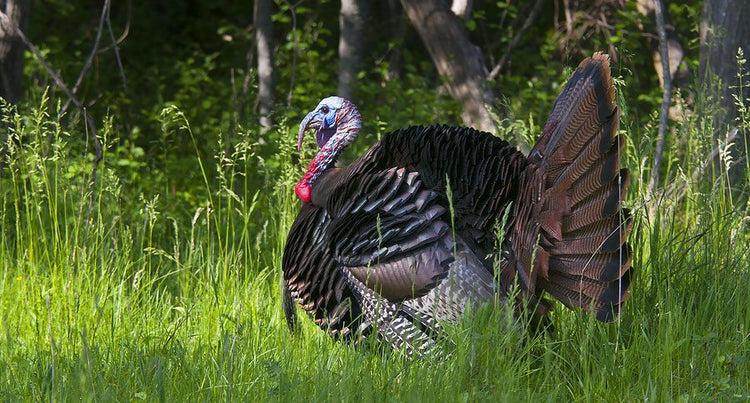 15 Quick Tips for Spring Turkey Hunting